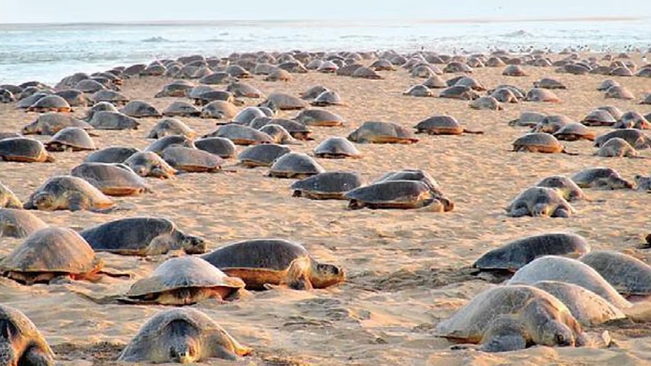 Gahirmatha Marine Turtle Sanctuary – A Natural Wonder in Kendrapara