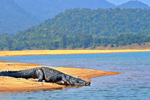 Satkosia Wildlife Sanctuary: Odisha’s Premier Wildlife & Nature Destination