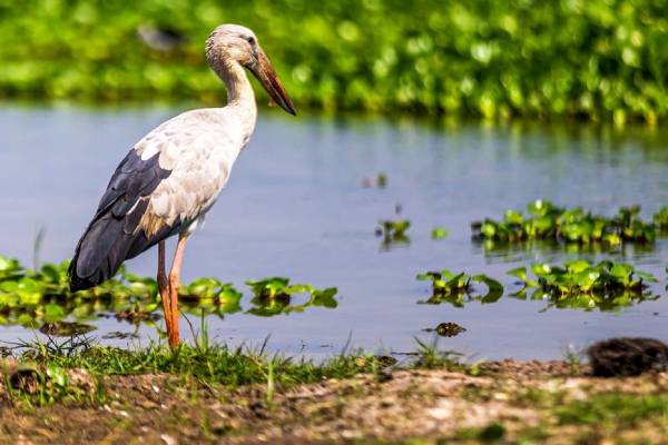 Mangalajodi Eco Tourism