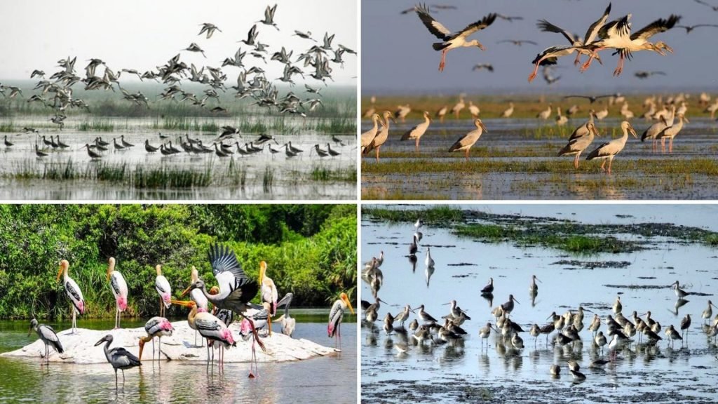 Chilika Lake